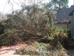 Fallen Tree and Insurance